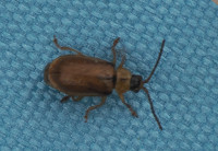 P6071883